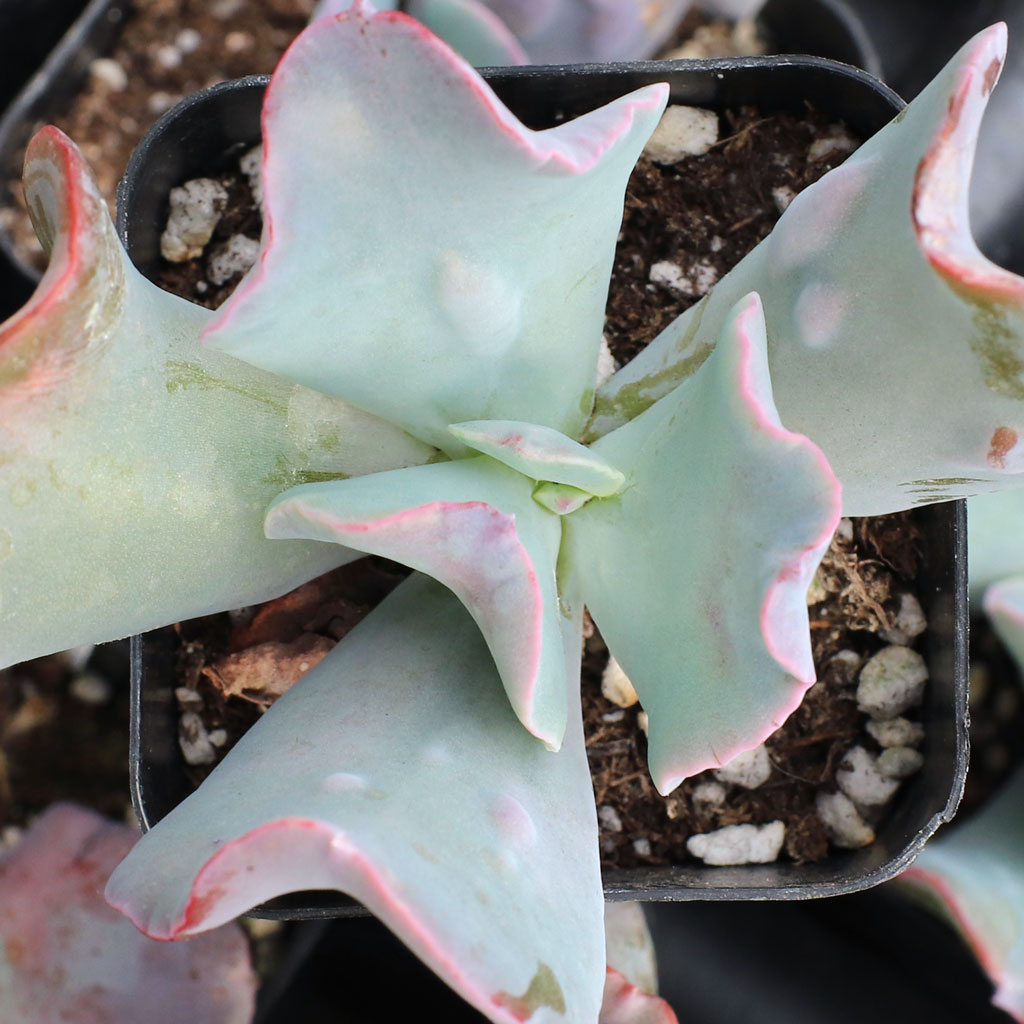 Echeveria 'Lilac Frost' [limited] Questions & Answers