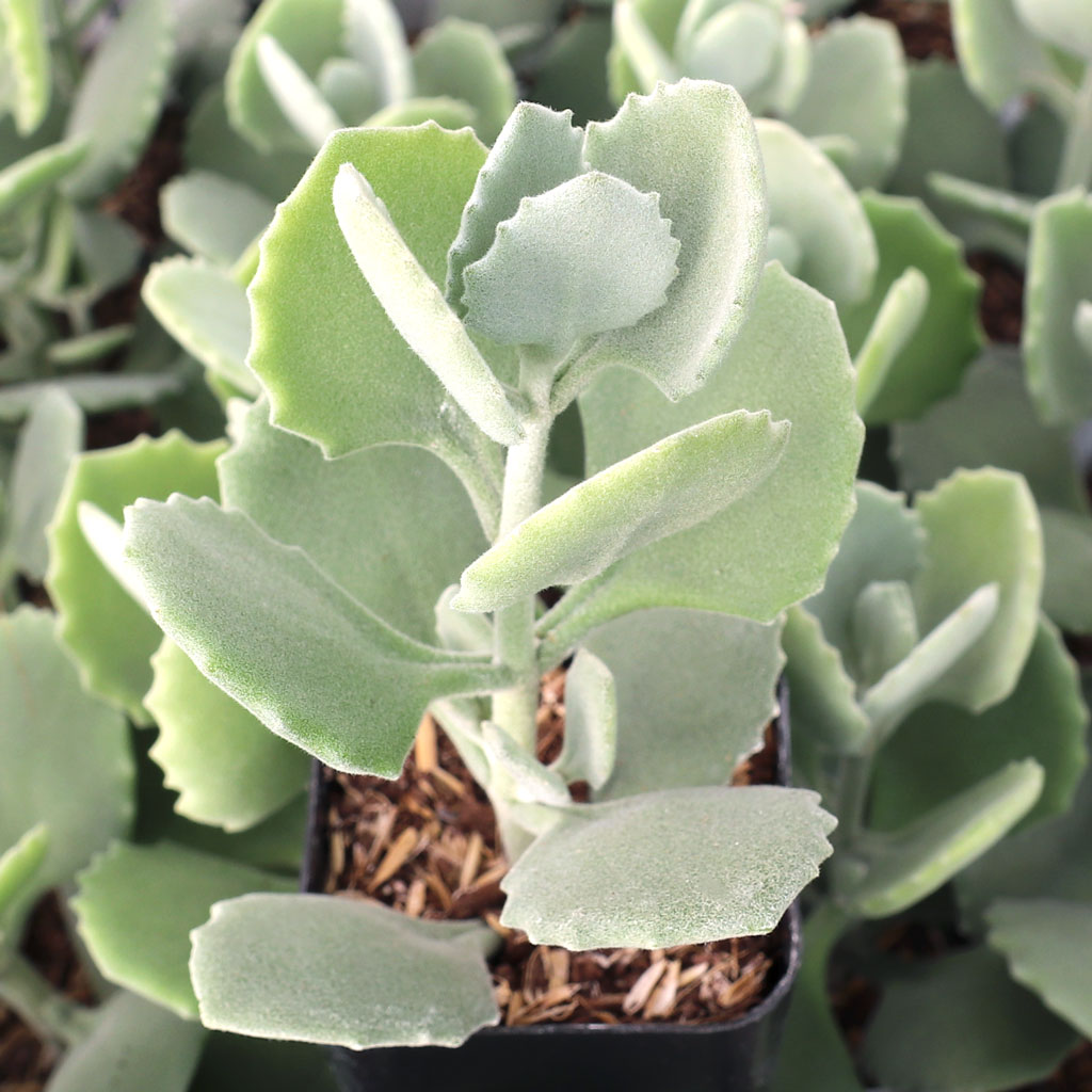 Kalanchoe millotii Questions & Answers