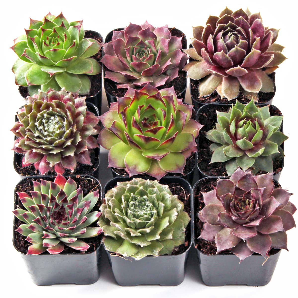 Sempervivum Set of 9 Types - 2in Pots w/ ID Questions & Answers