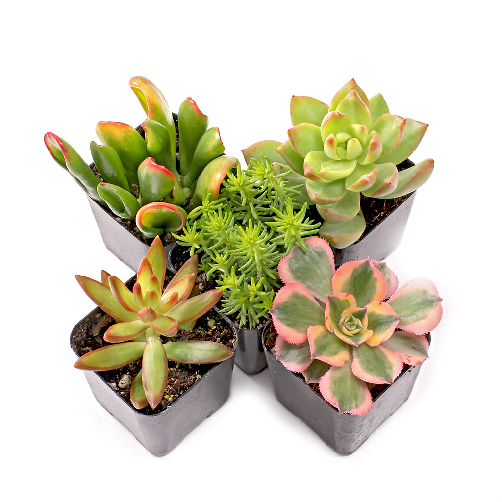 Sunset Succulent Set of 5 Questions & Answers