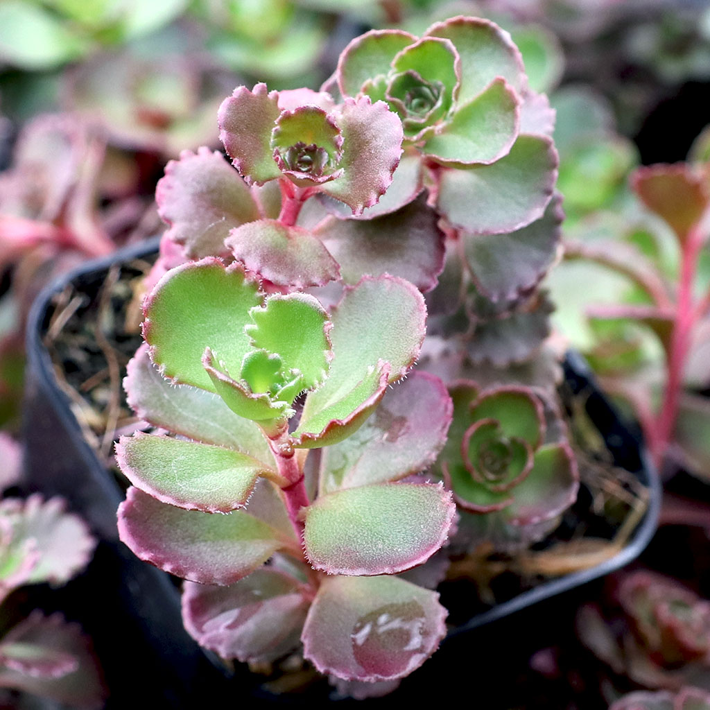 The Sedum Spurium- Dragon’s Blood has drop some of it’s lower leaves. What does it need?