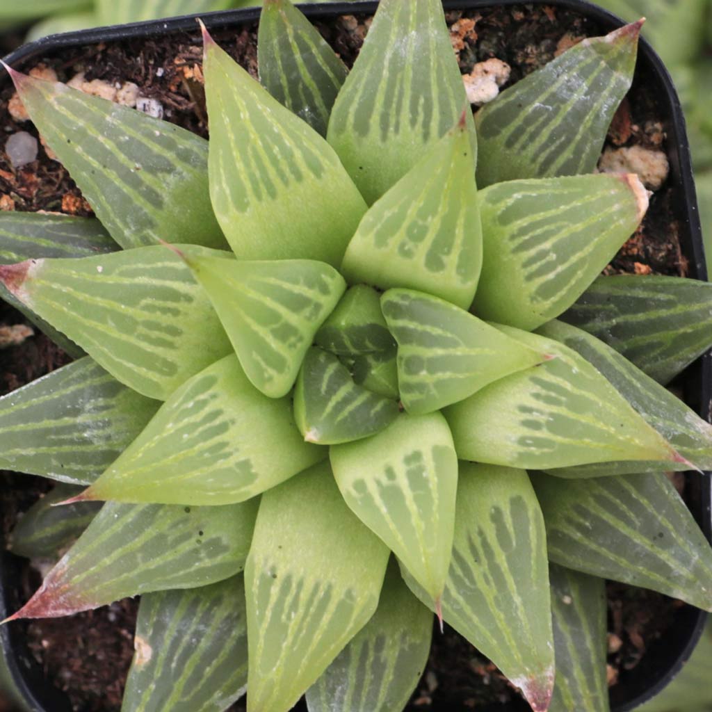Can I put different kinds of Haworthia in the same pot?