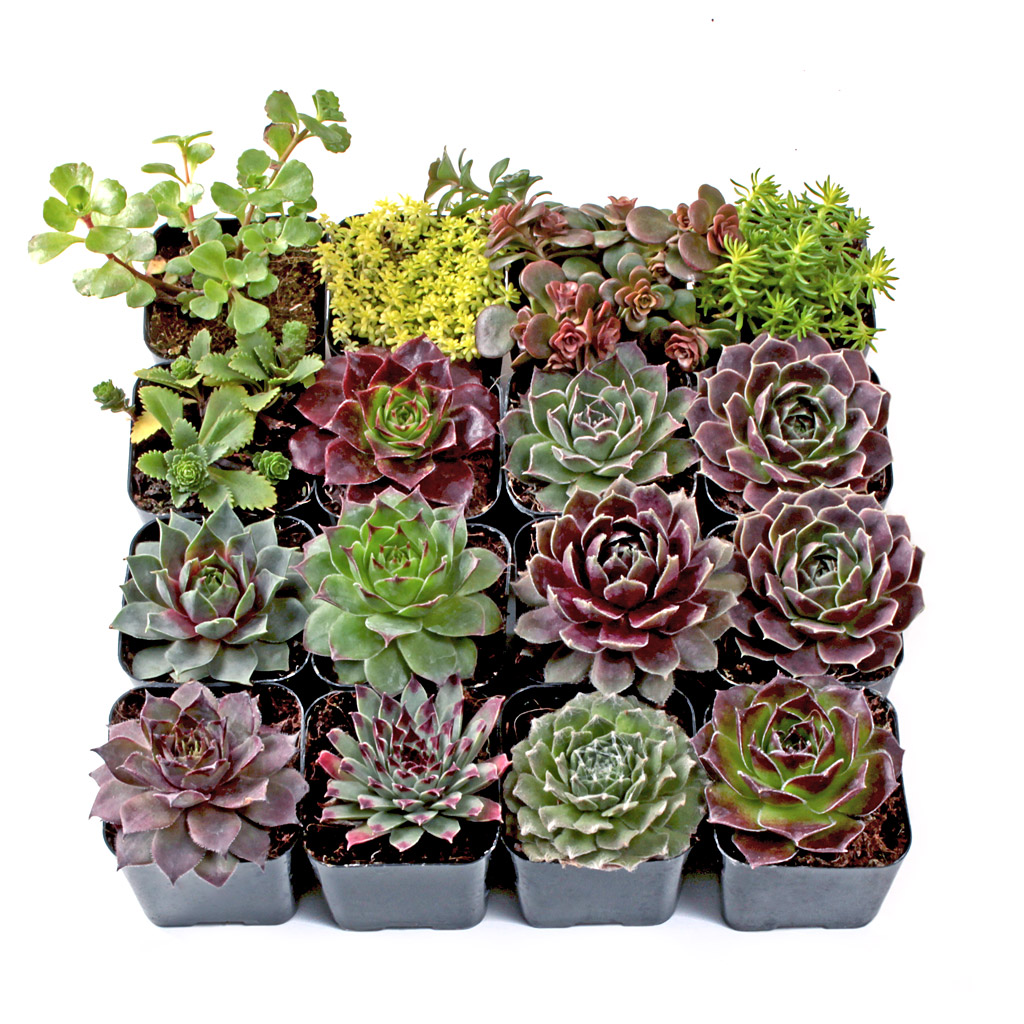 MCG Hardy Outdoors™ Succulent Set of 16 - 2in Pots w/ ID Questions & Answers