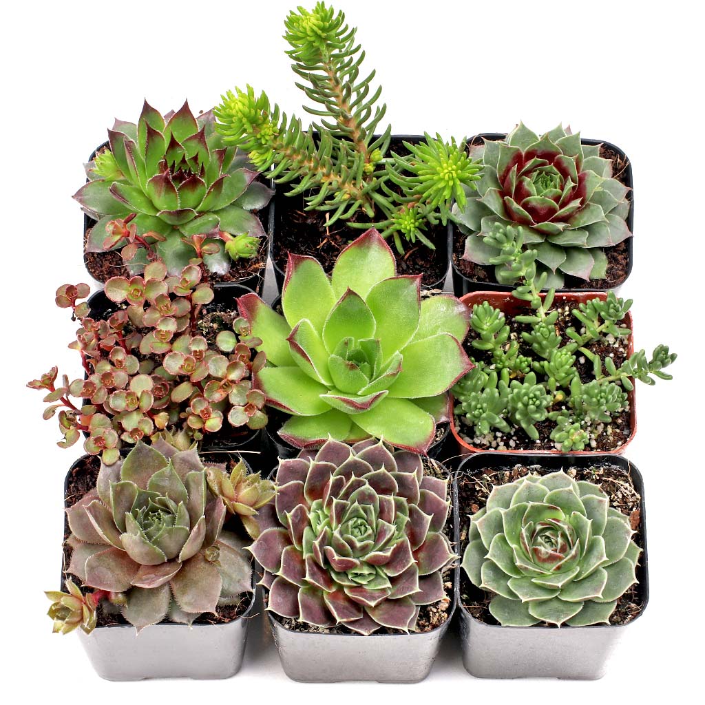 MCG Hardy Outdoors™ Succulent Set of 9 Types - 2in Pots w/ ID Questions & Answers