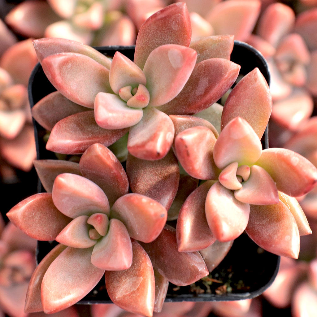 Are graptosedum summer dormant or winter dormant? I can’t seem to find a definitive answer.