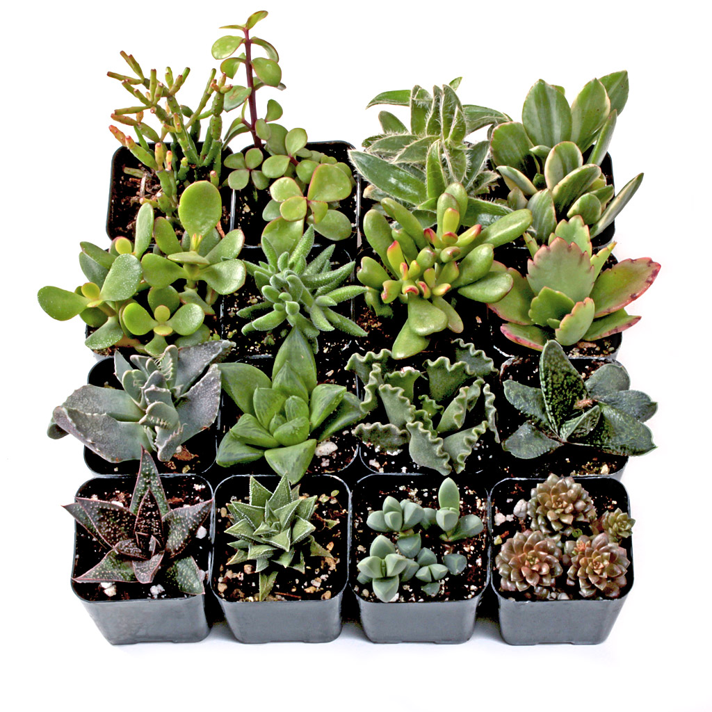 How large of a shallow pot should I use to plant all 16 succulents?