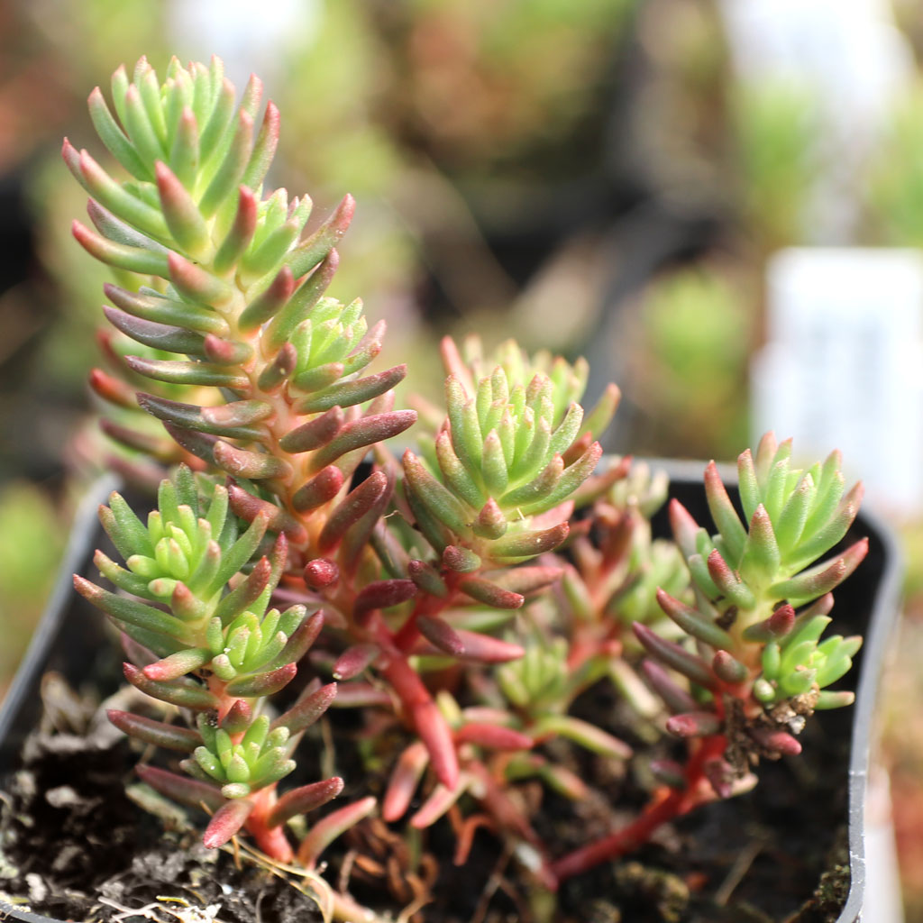 When is best time to propagate hardy succulents?