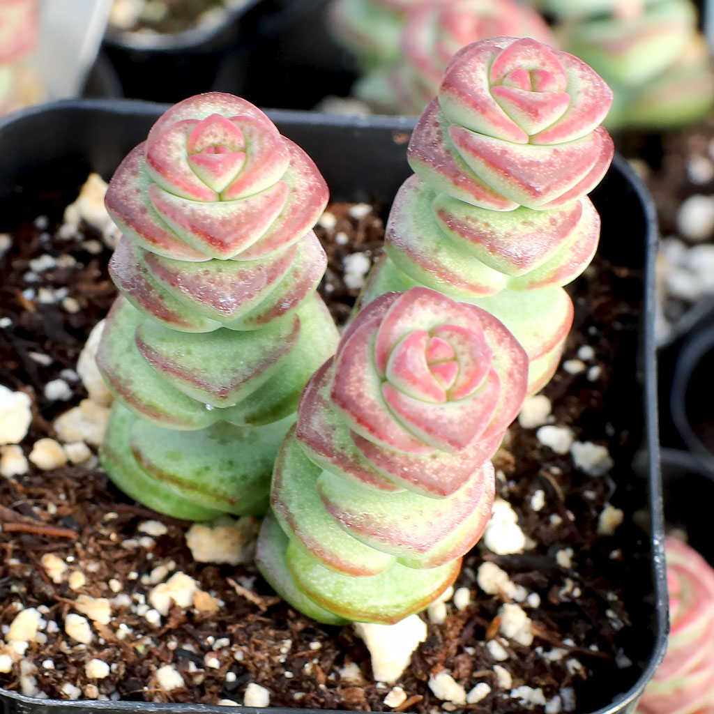 Crassula 'Baby's Necklace' Questions & Answers
