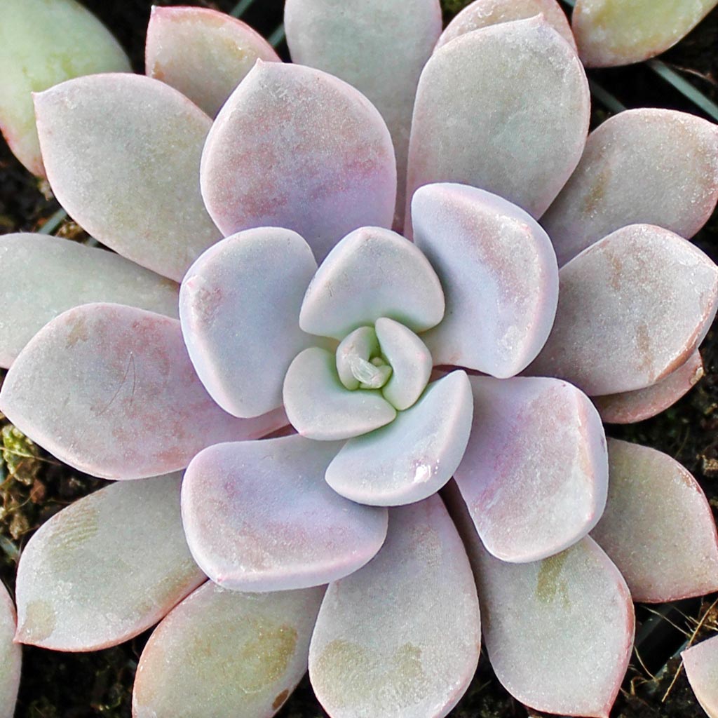 Would Grapetoveria Debbie do well under grow lights in winter?