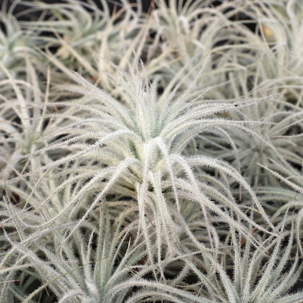 How do you ship air plants in the winter so they do not freeze.  What is cost of heat pack?