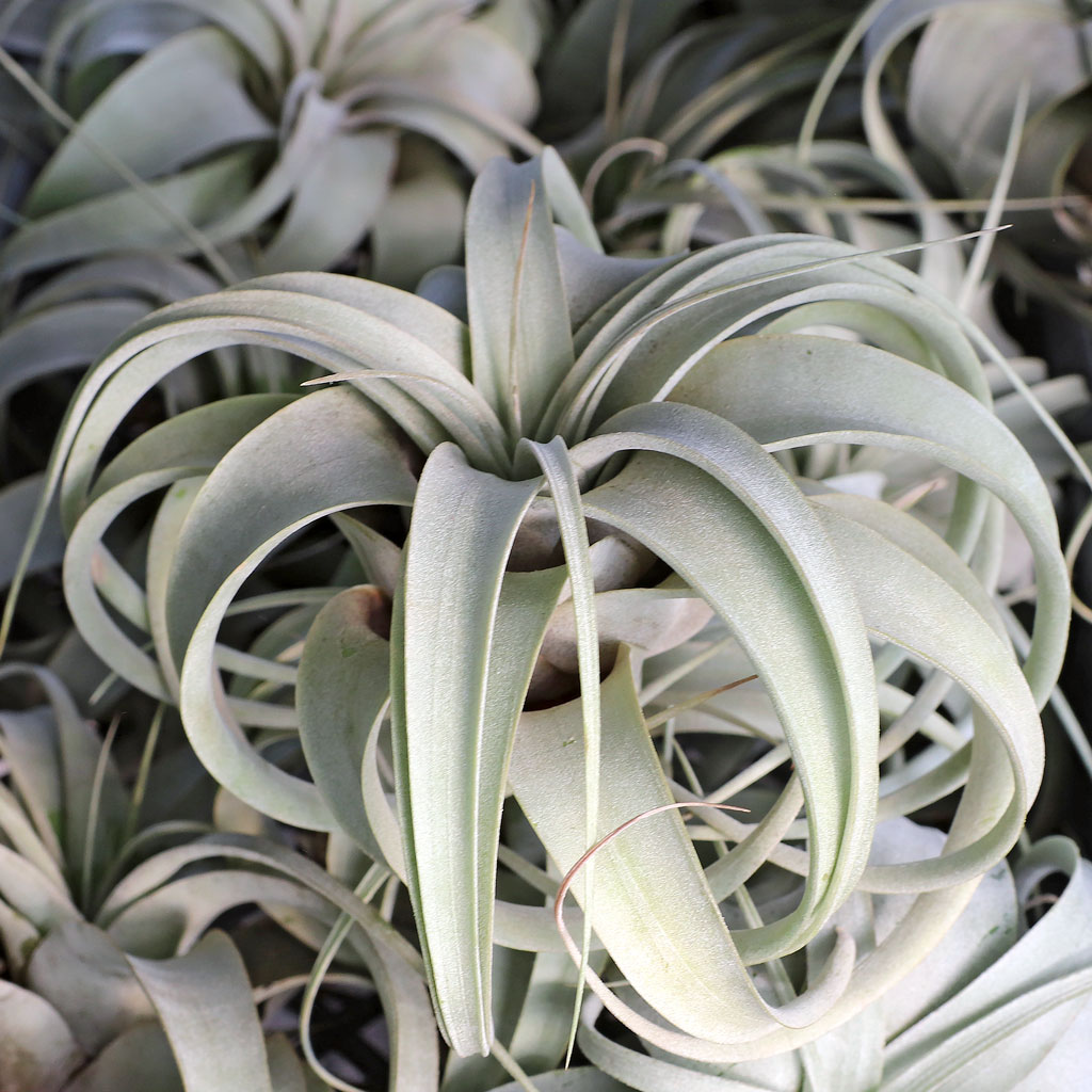 Air Plant - Tillandsia xerographica [4.0-5.0"] Questions & Answers