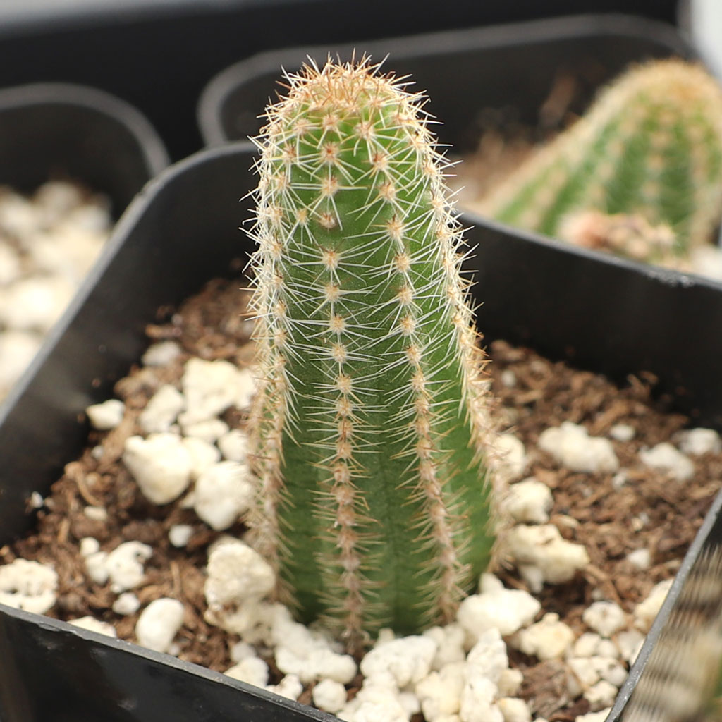 Echinopsis chamaecereus - Peanut Cactus Questions & Answers