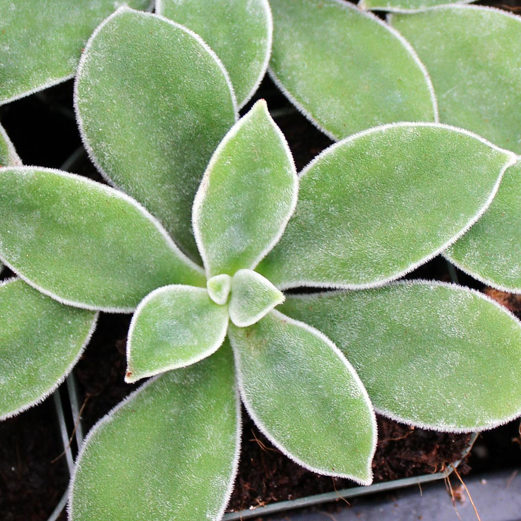 Echeveria pulvinata - Chenille Plant Questions & Answers
