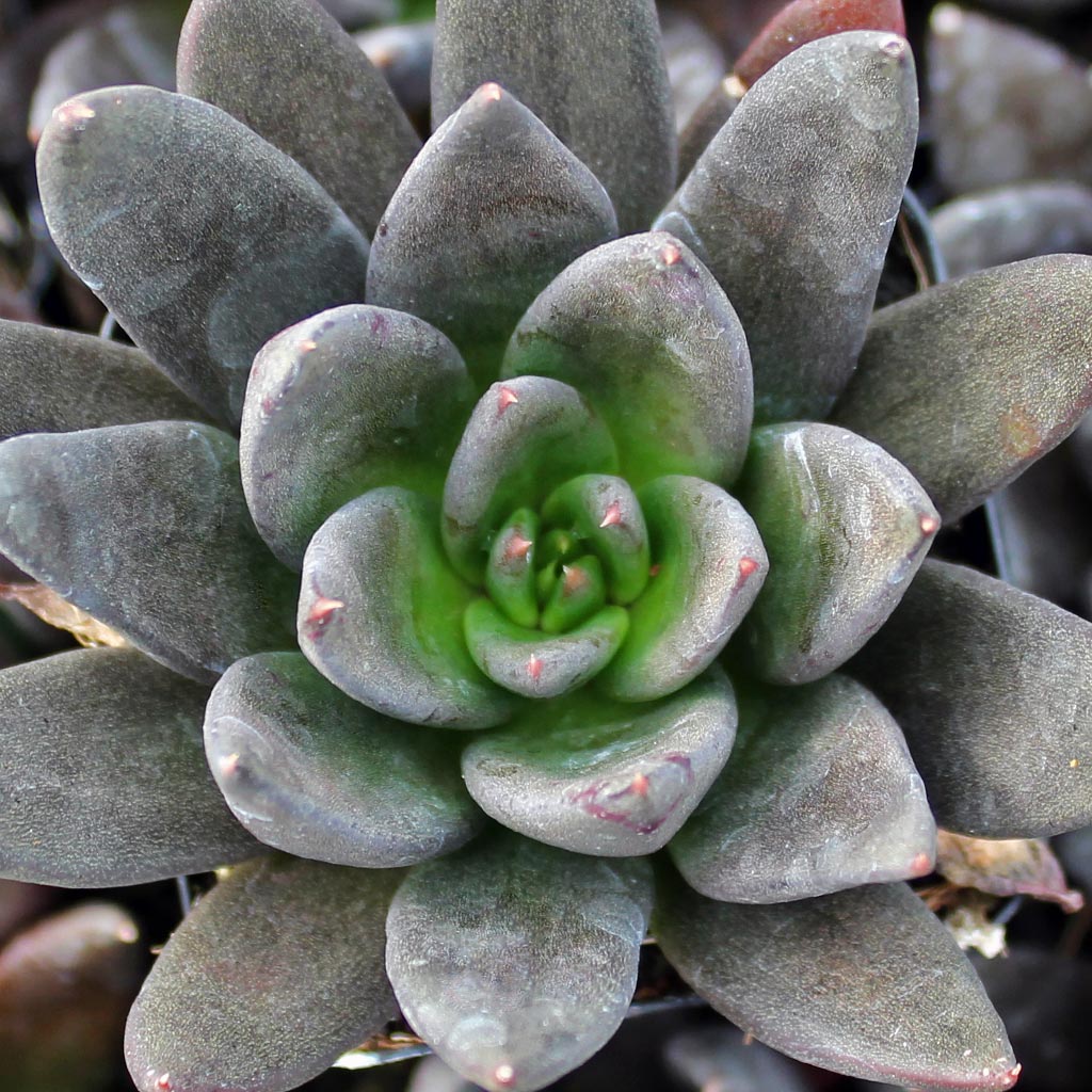 Echeveria affinis 'Black Knight' Questions & Answers