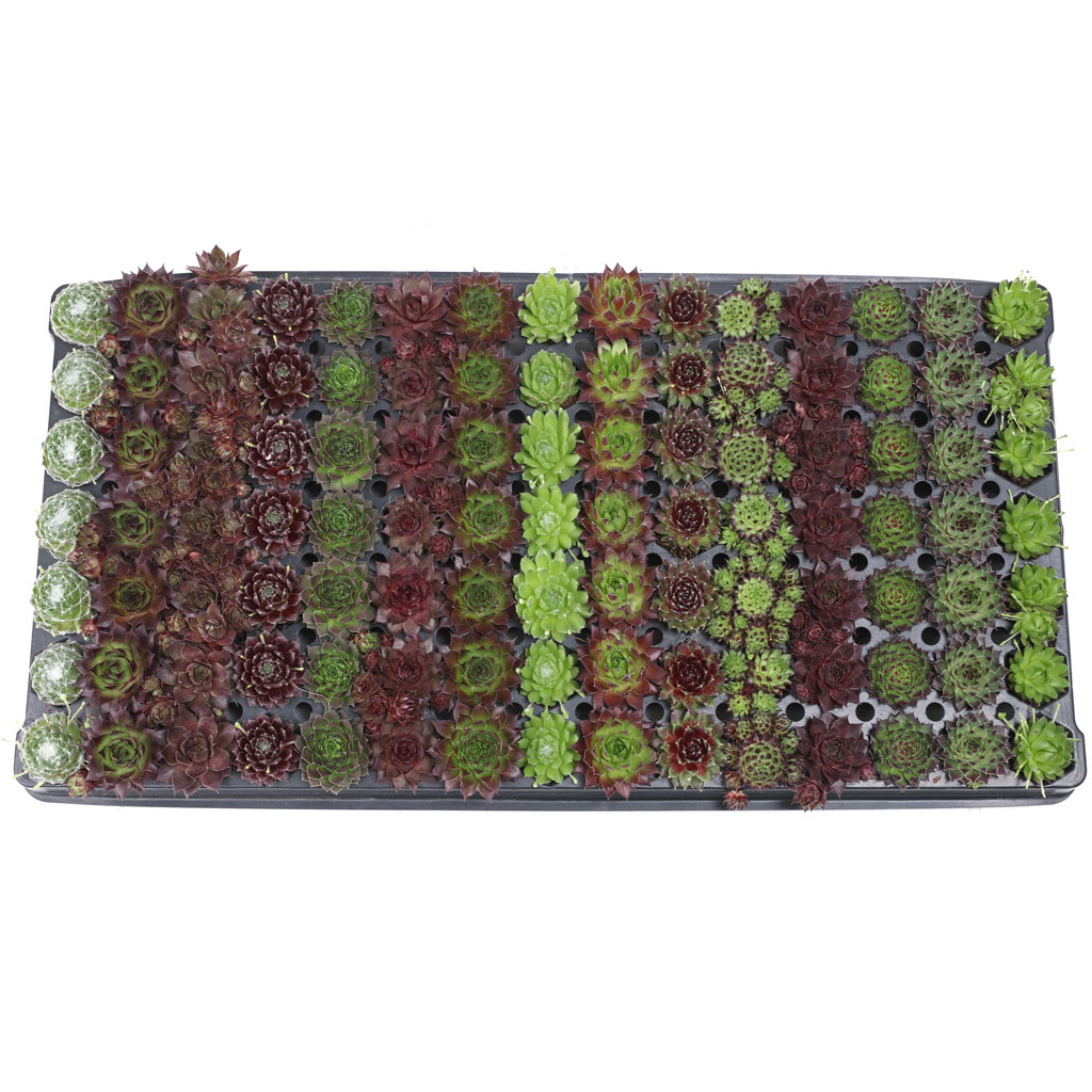 Sempervivum Bulk 105 Tray - 15 Types w/ ID - 1.2in Plugs Questions & Answers