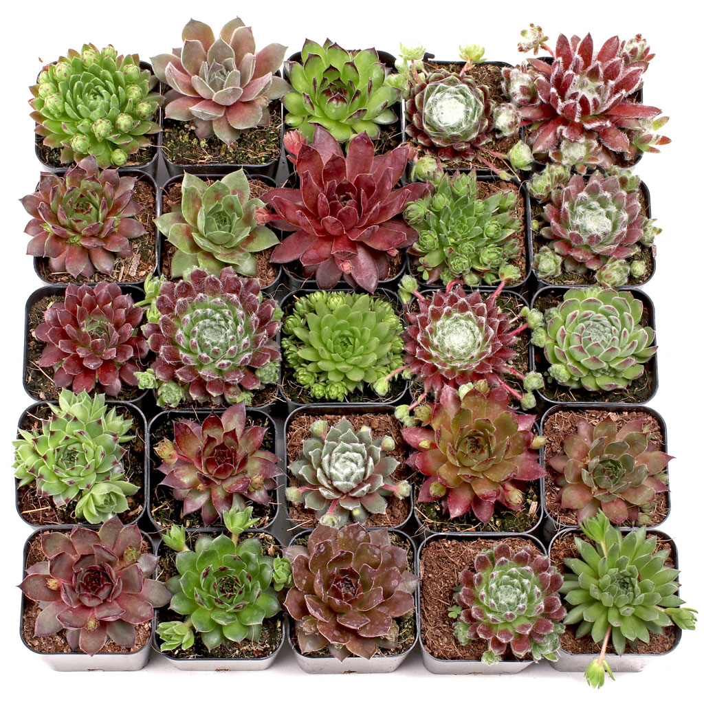 Sempervivum (Hens & Chicks) Bulk 25 Tray - 25 Types w/ ID - 2in Pots Questions & Answers