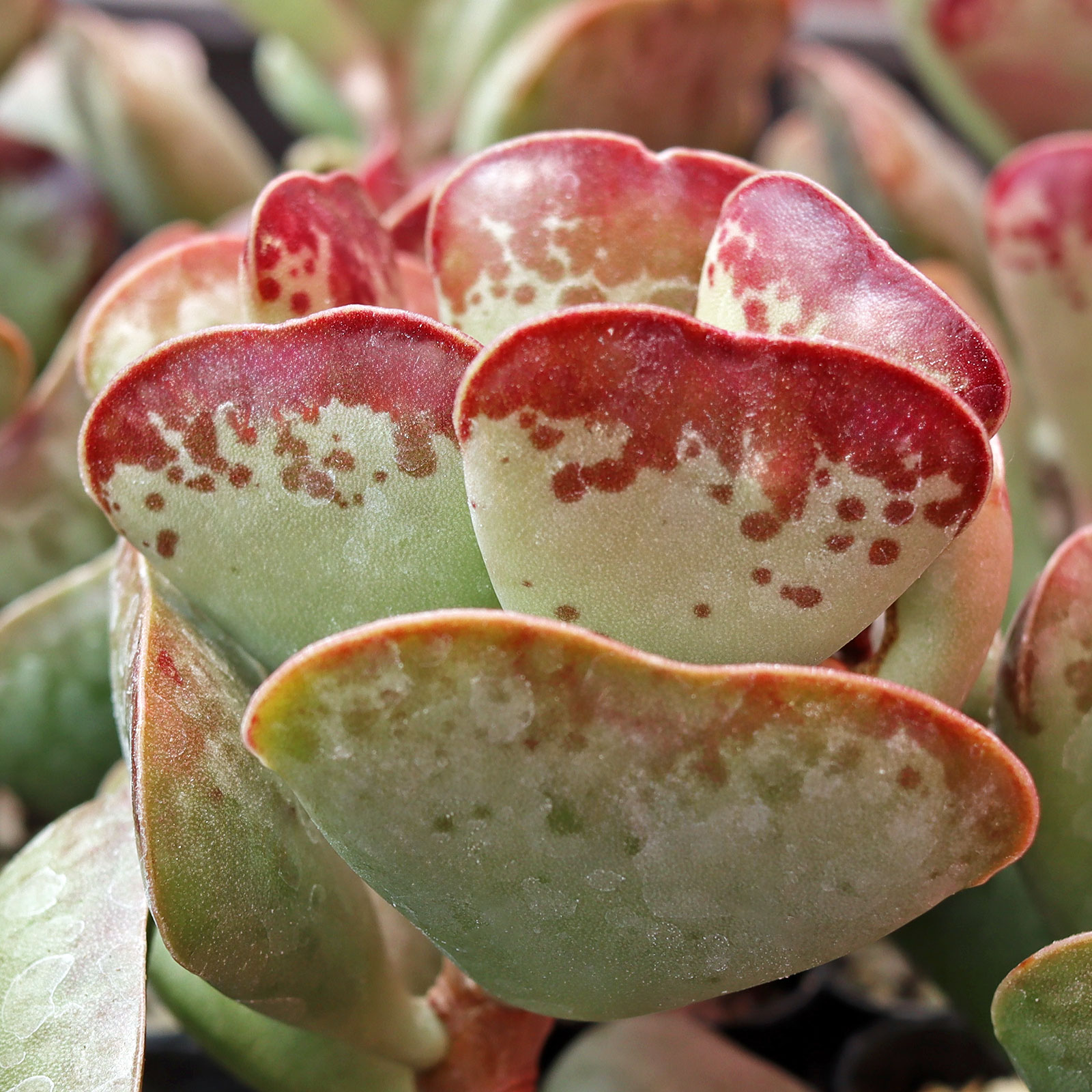 Adromischus triflorus 'Calico Hearts' Questions & Answers