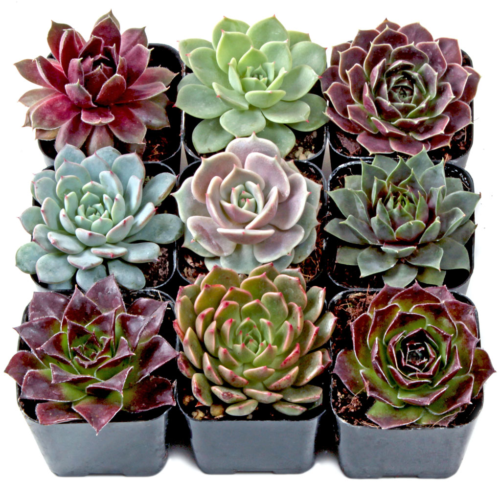 Rosette Succulent Set of 9 Types - 2in Pots w/ ID Questions & Answers