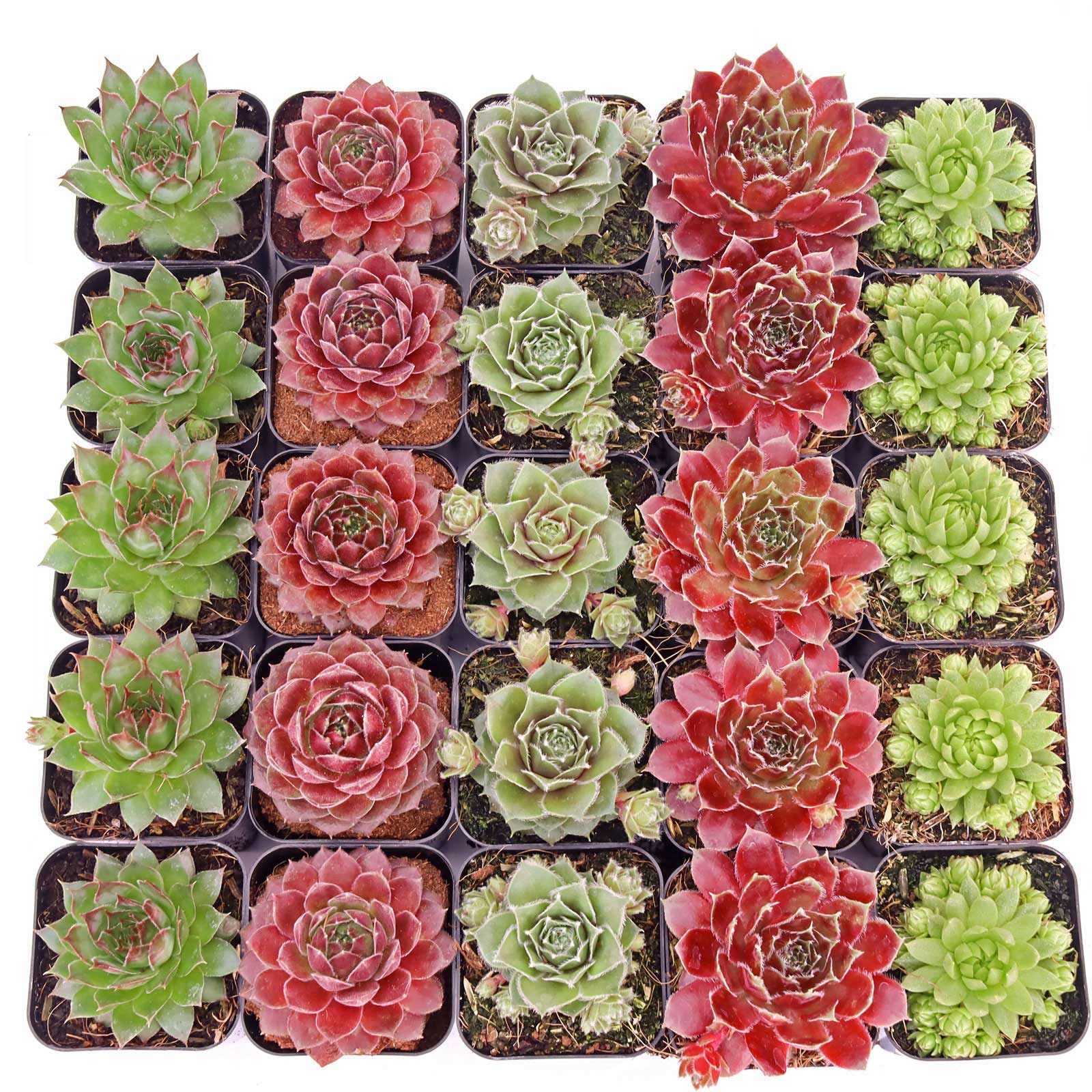 Sempervivum (Hens & Chicks) Bulk 25 Tray - 5 Types w/ ID - 2in Pots Questions & Answers