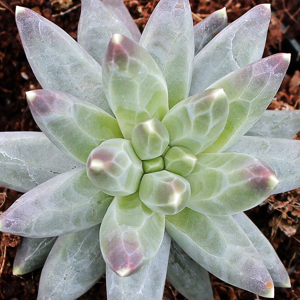 Pachyphytum compactum - Little Jewel [limited] Questions & Answers