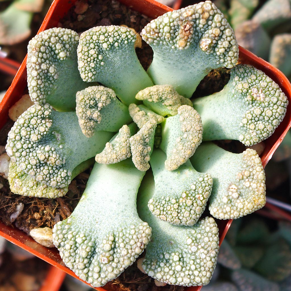 how deep a pot to plant the Titanopsis calcarea in?