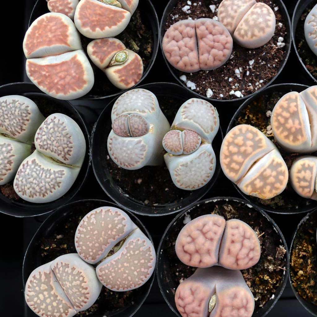 Can I plant split rocks and lithops together, or might separate pots be better for a novice gardener?