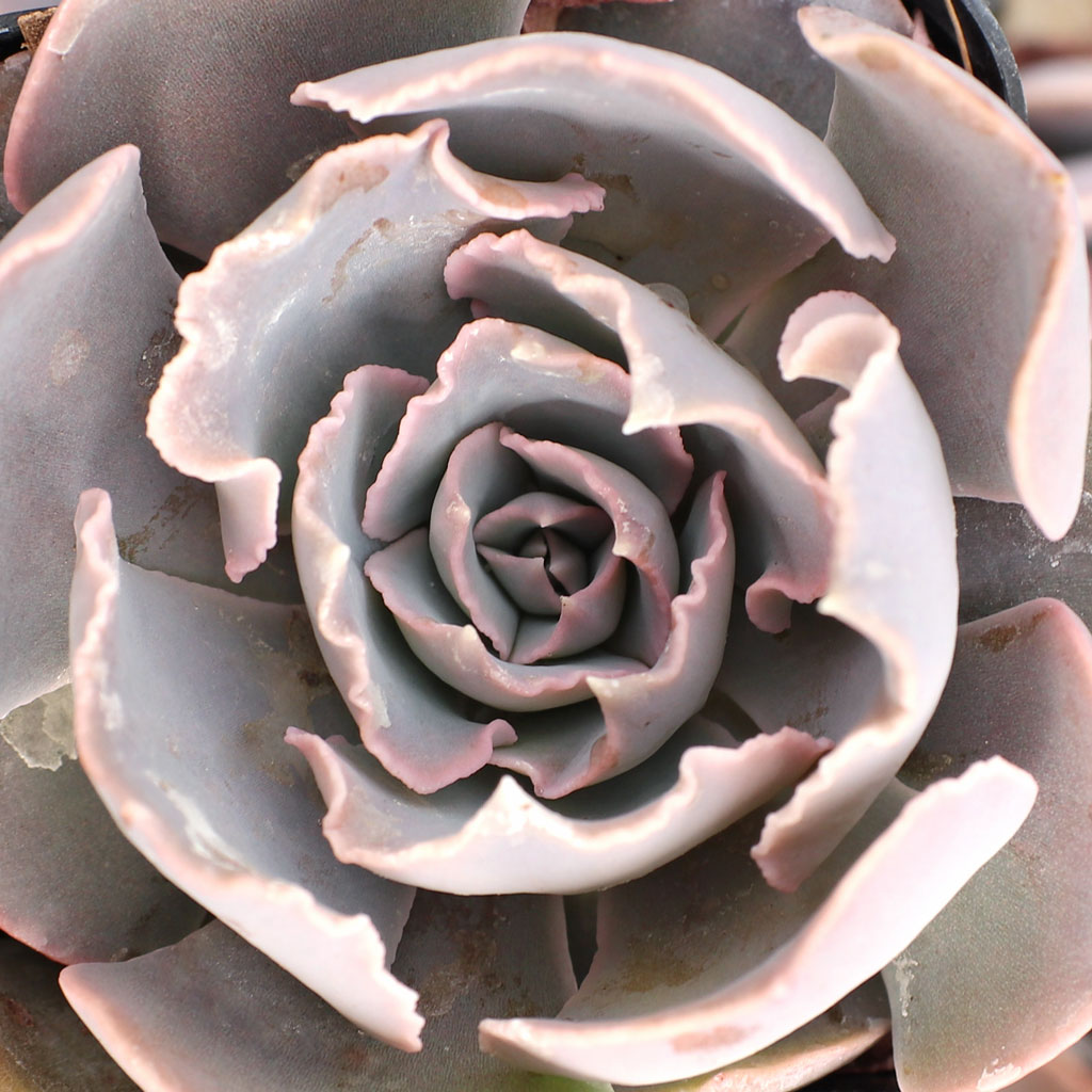 Which Echeveria  blooms with a heart?