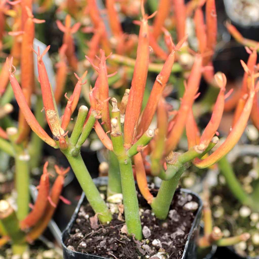 Euphorbia tirucalli 'Sticks on Fire' - Firesticks Questions & Answers