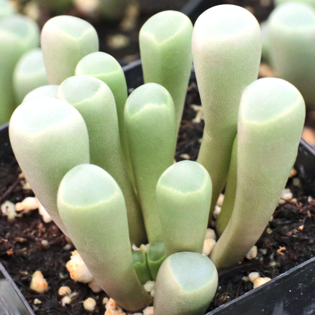 Can I use Bonsai Gritty Mix 111 to plant  Fenestraria rhopalophylla - Baby Toes in an indoor planter?