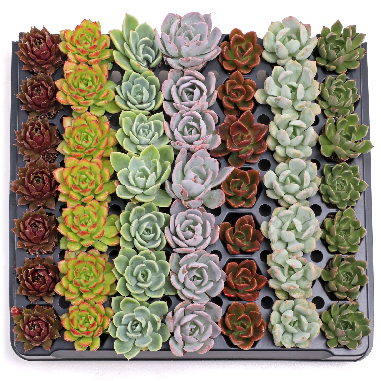 Rosette Succulent 49 Plug Tray - 7 Varieties Questions & Answers
