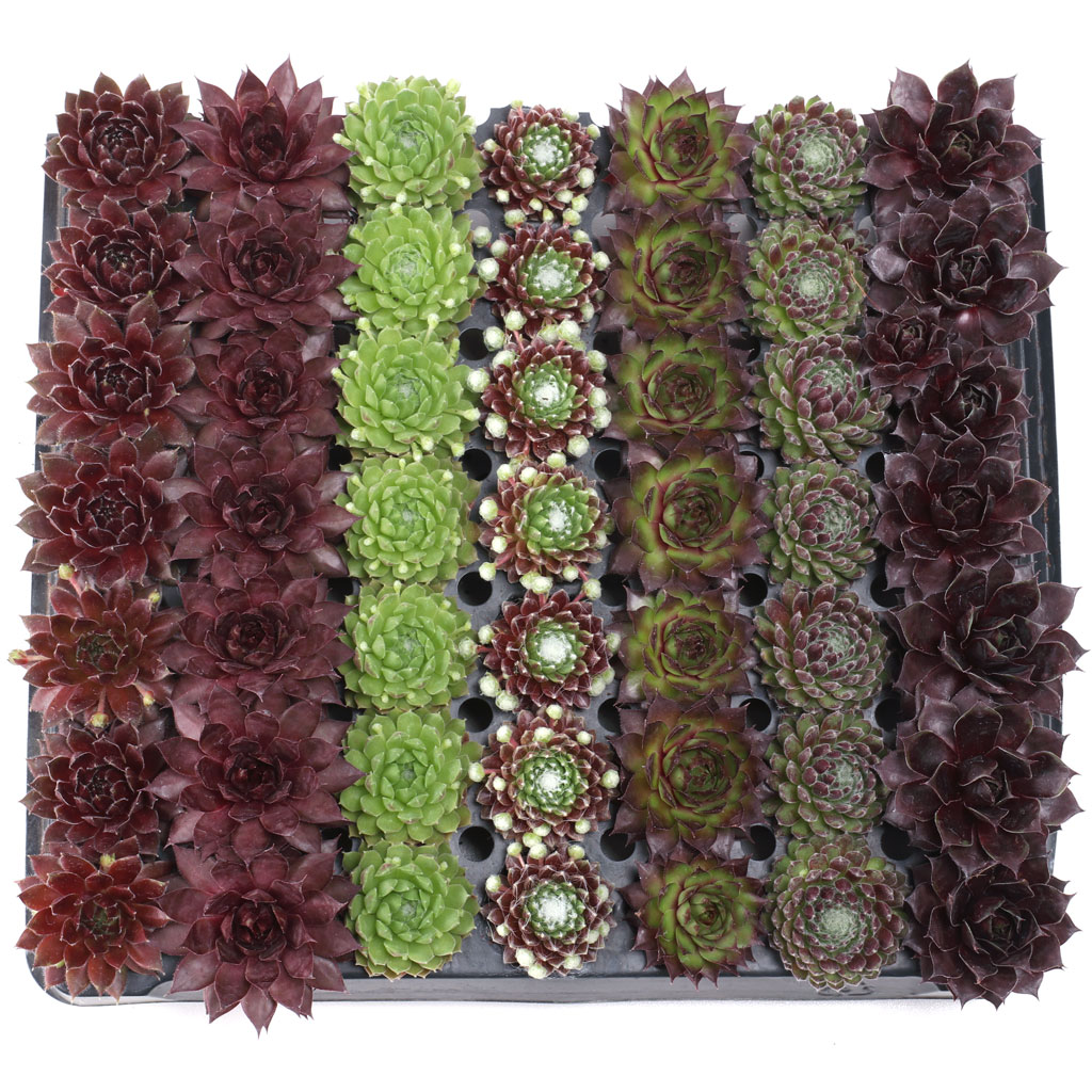 Sempervivum Bulk 49 Tray - 7 Types w/ ID - 1.2in Plugs Questions & Answers