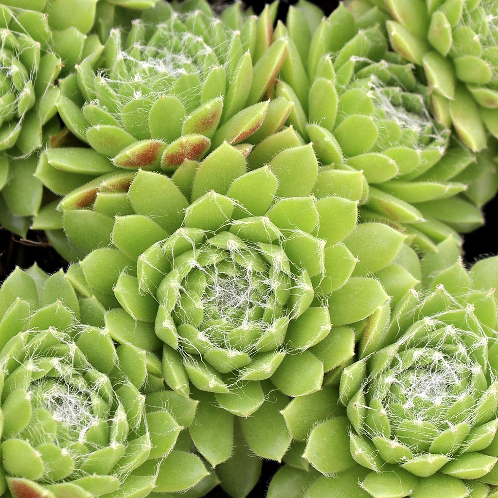 Do the  spring beauty succulents grow in individual pods or spreadout ? would it be OK to plant 3or4 together