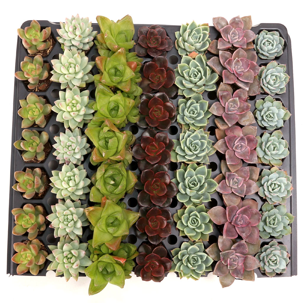 Soft Succulent Bulk 49 Tray - 7 Types w/ ID - 1.2in Plugs Questions & Answers