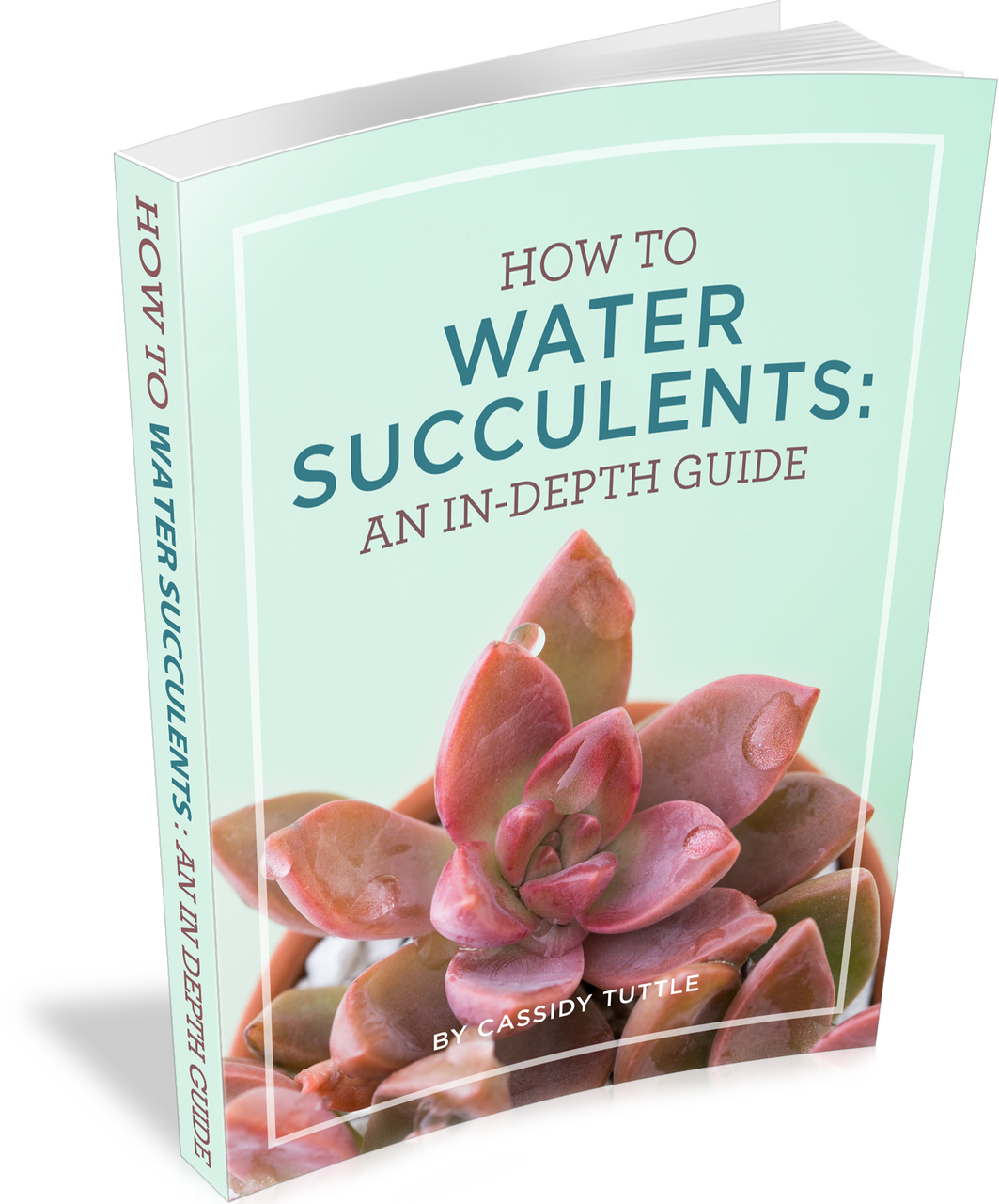 How to Water Succulents: An In-Depth Guide (E-Book) Questions & Answers
