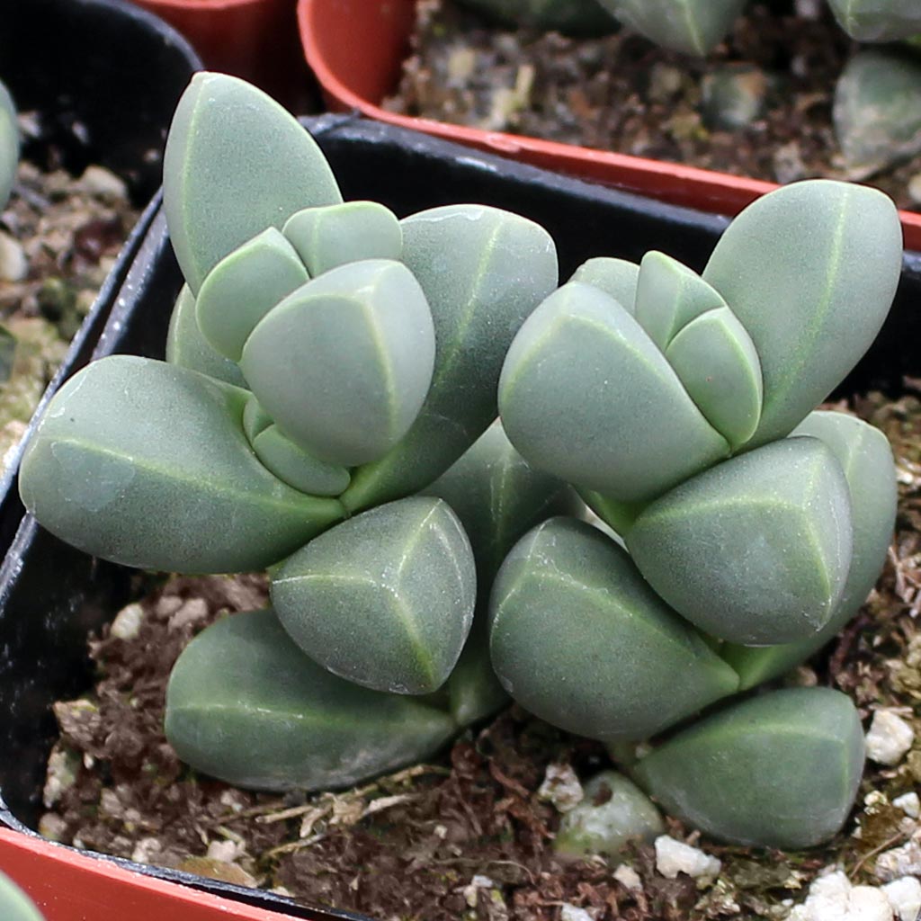Is astridia velutina the same plant as corpuscularia lehmannii?