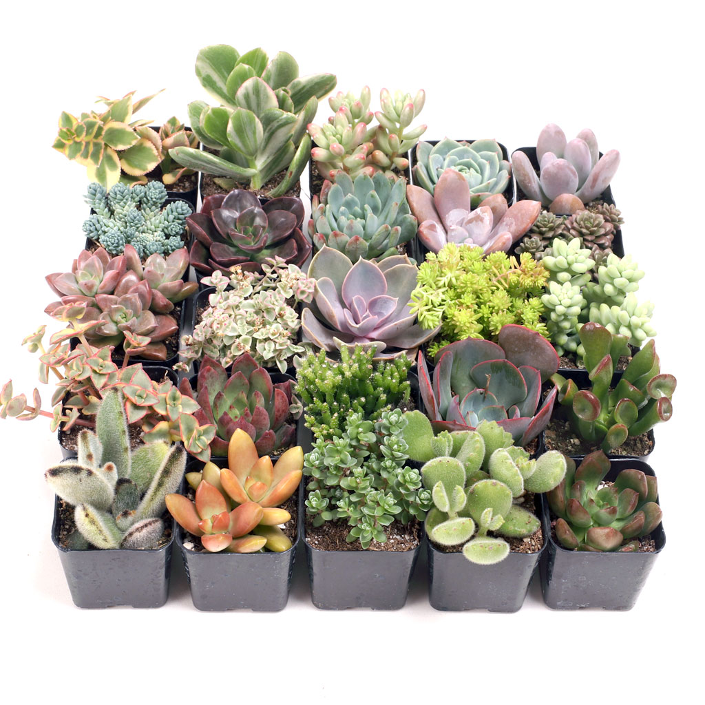 Soft Succulents Bulk 25 Tray - 25 Types w/ ID - 2in Pots Questions & Answers