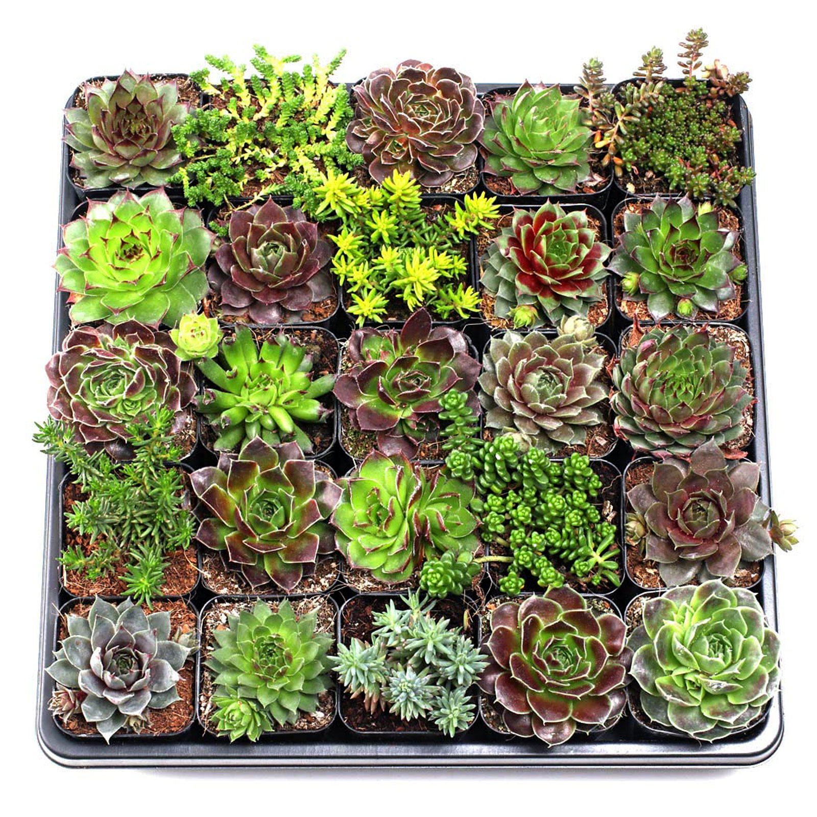 MCG Hardy Outdoors™ 25 Bulk Succulents - 25 Types w/ ID - 2in Pots Questions & Answers