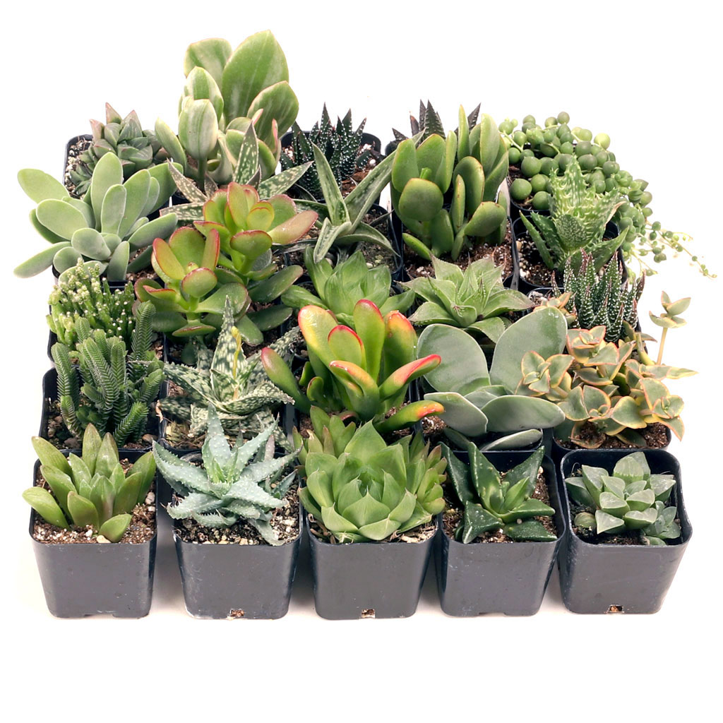 MCG Easy Indoors™ 25 Bulk Succulents - 25 Types w/ ID - 2in Pots Questions & Answers