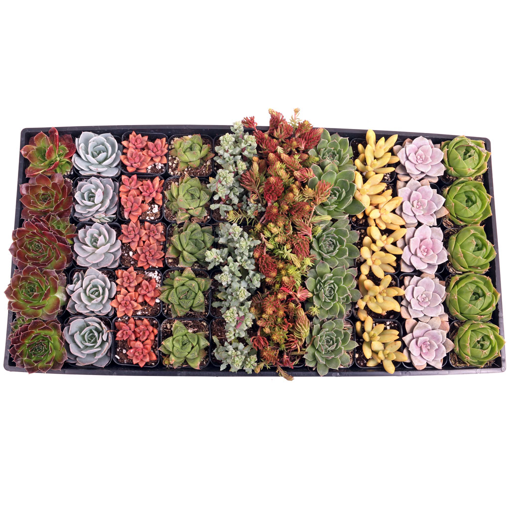 MCG Awesome™ 50 Bulk Succulents - 10 Types w/ ID - 2in Pots Questions & Answers