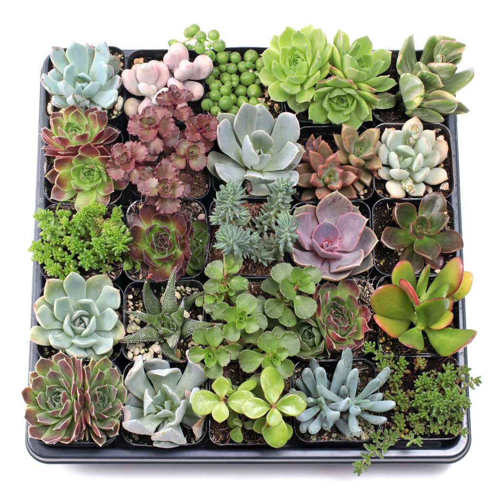 Can I pick exactly what plants I want? Because I don't want to get the plant I already have it.