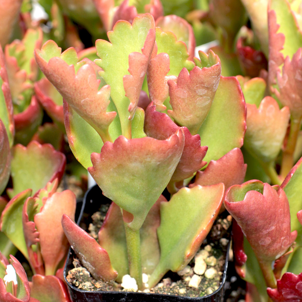 Kalanchoe sexangularis Questions & Answers