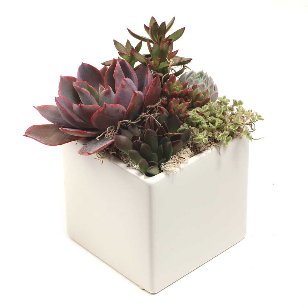 how many succulent plants can i put in a pot that is 61/2 x 3 inches?
