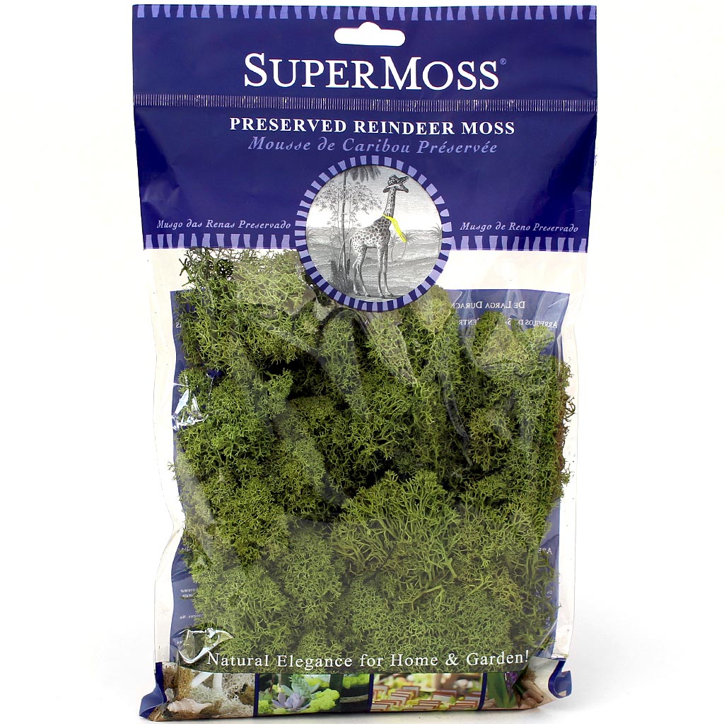 Reindeer Moss (Basil) Questions & Answers