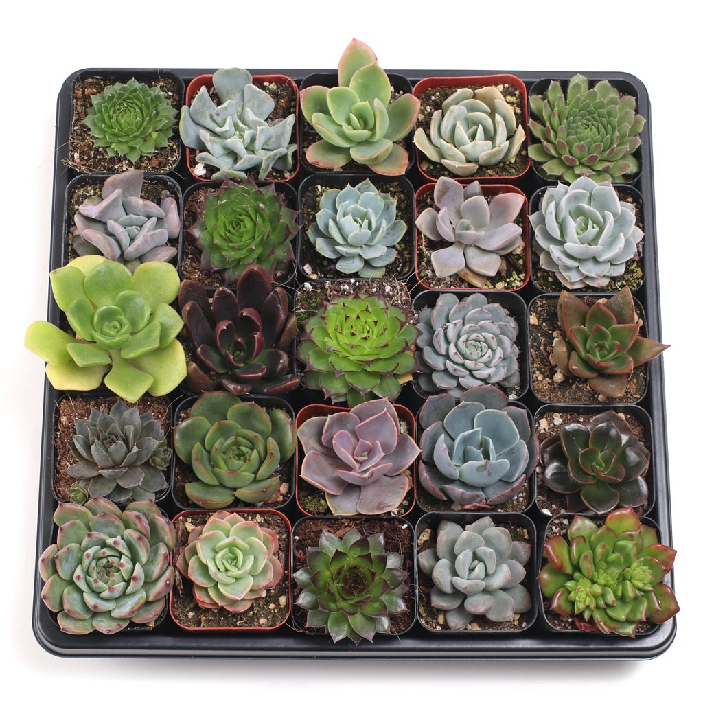 Rosette Succulent Tray - 2in Containers - 25 Varieties (25) Questions & Answers