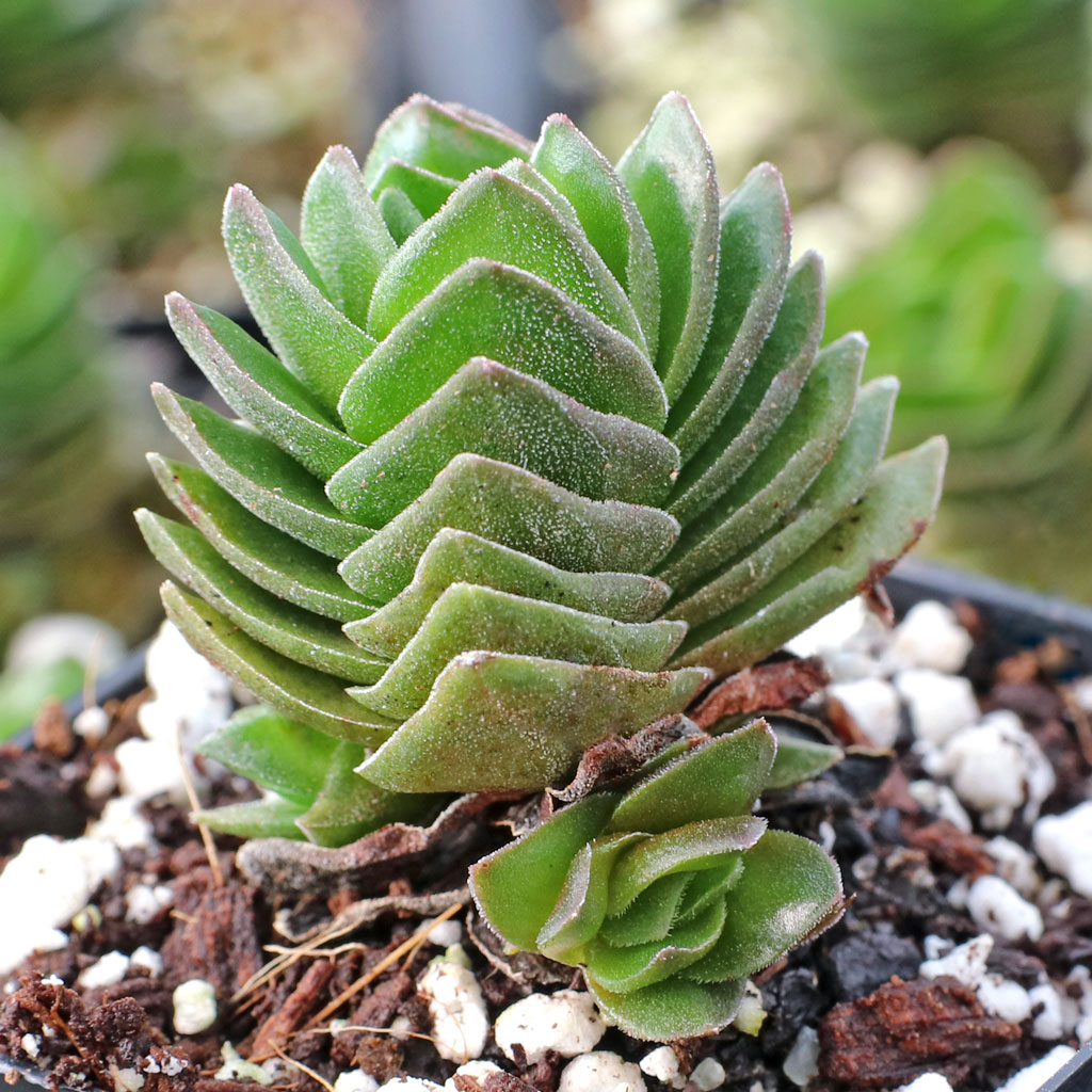 Crassula 'Buddha's Temple' [small] [limited] Questions & Answers