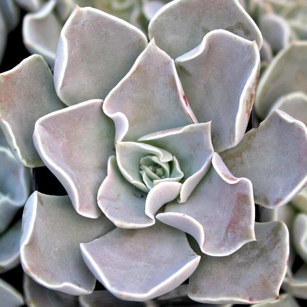 I would like to buy 10 or 12 Echeveria strictiflora.  Do you know about when it will be back in stock?