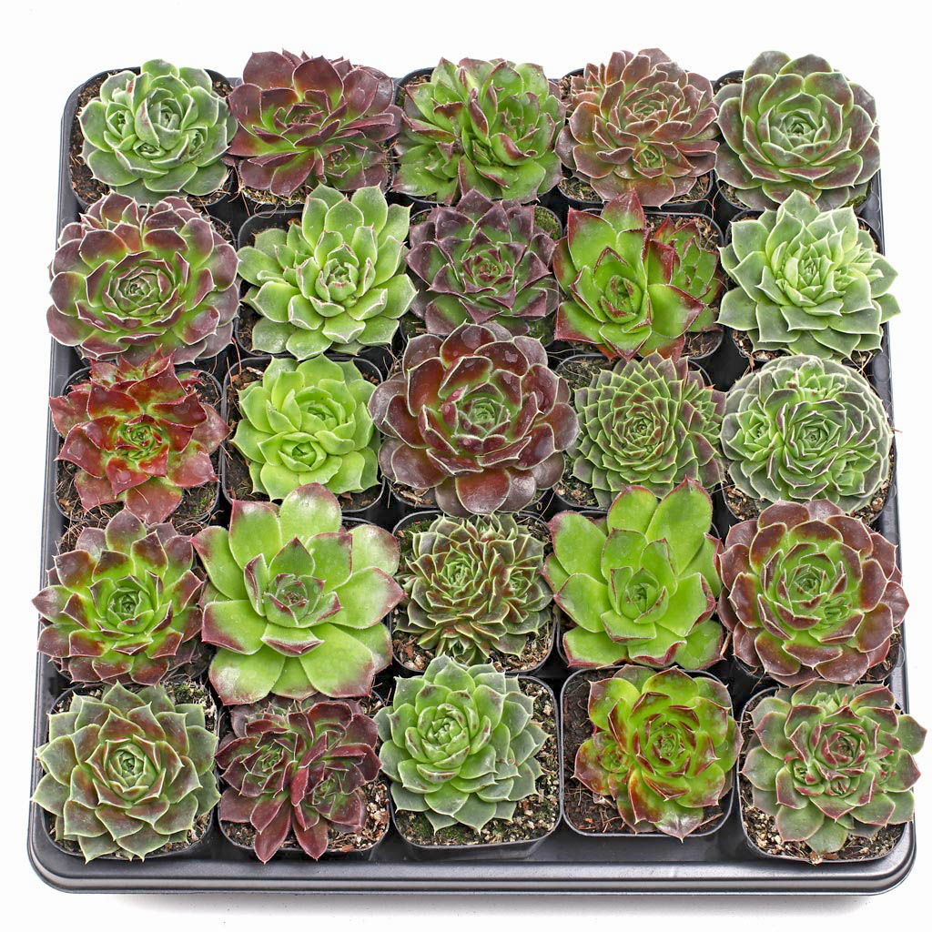 What's the difference between sempervivum (hens and chicks) and sempervivum heuffelii? (I'm comparing two trays.)