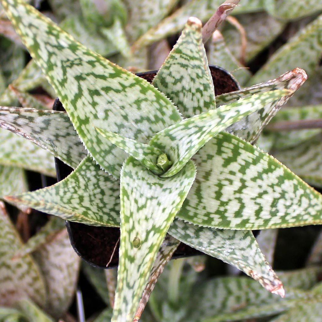 When is the dormant time for the White Beauty Aloe?