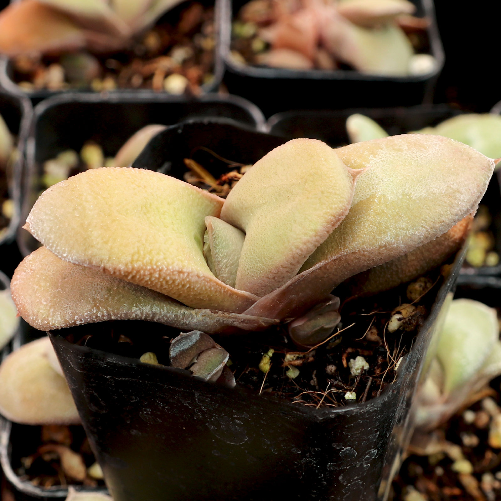 can you propagate ox tongue from broken leaf