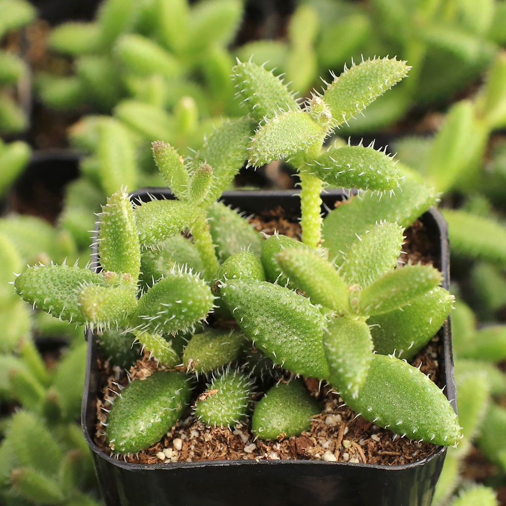 Delosperma echinatum - Pickle Plant Questions & Answers